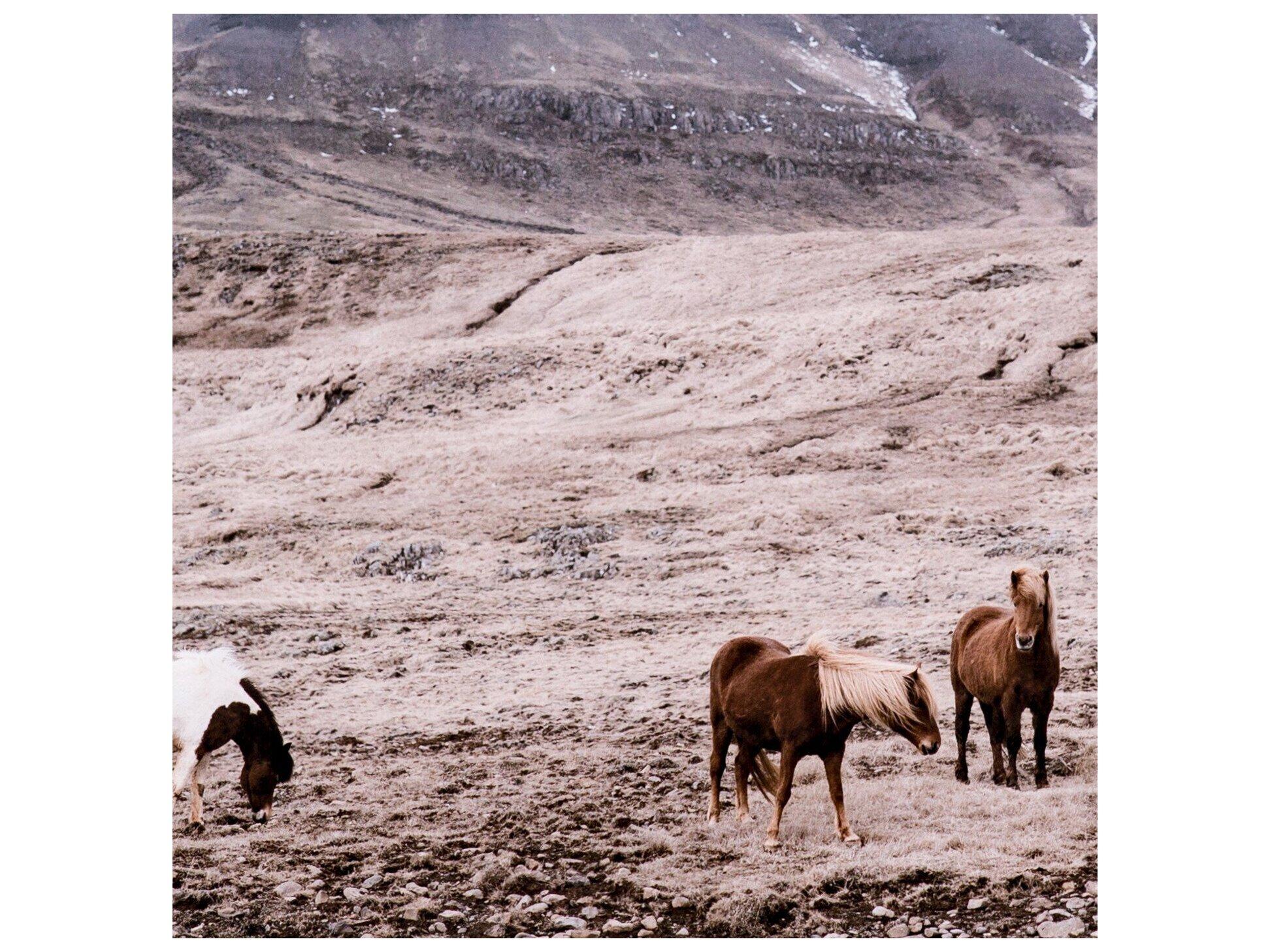 Four Hands Art Studio Wild Horses Walnut  Canvas Wall Art