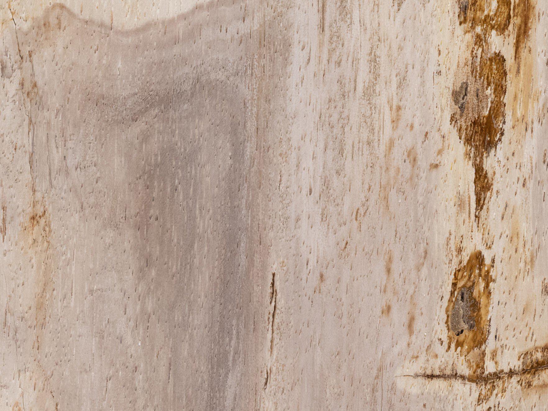 Four Hands Palu Galen 8" Round Dark Petrified Wood Shiny Brass End Table