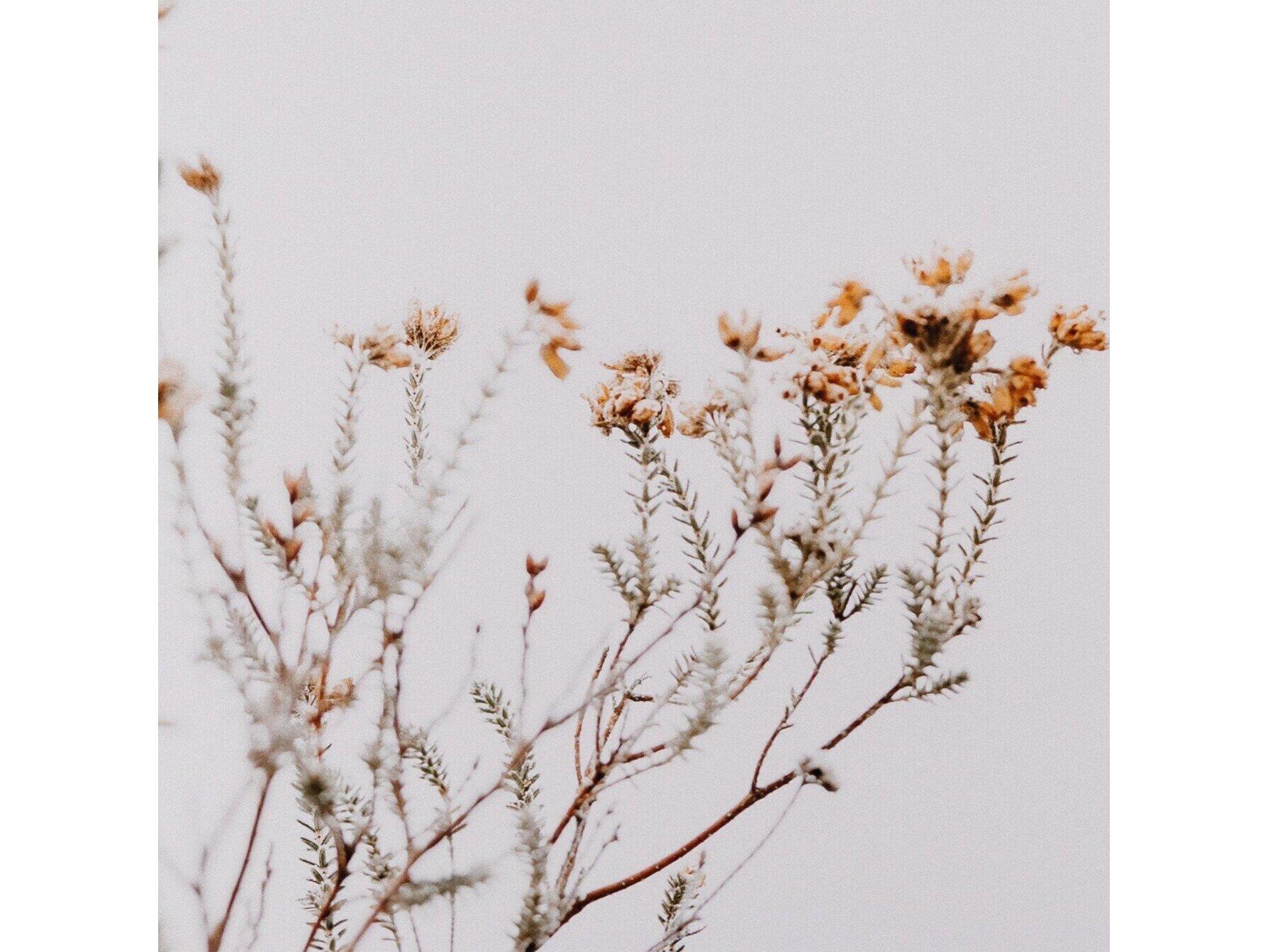 Four Hands Art Studio In The Details I by Annie Spratt Rustic Walnut  Canvas Wall Art