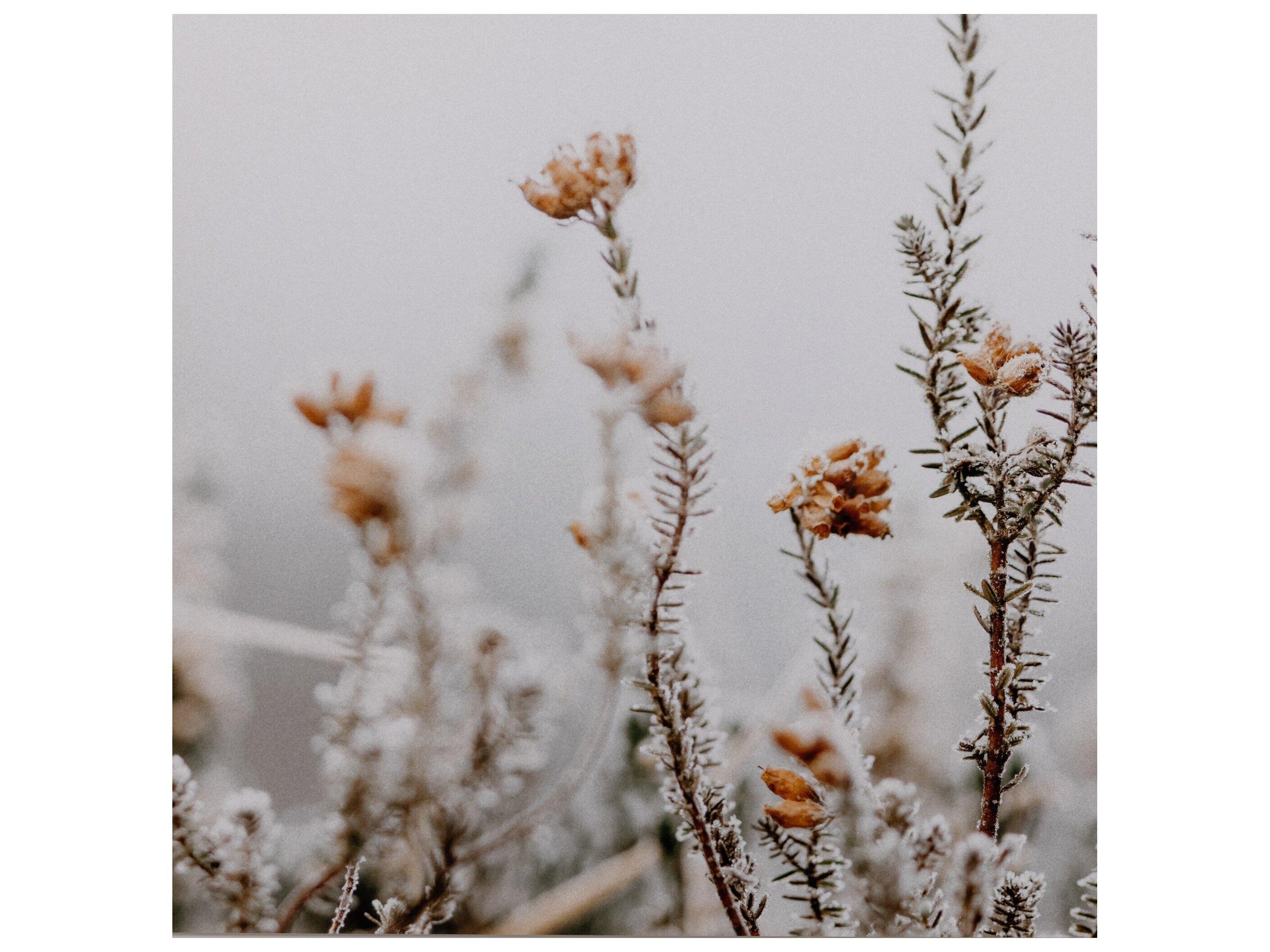 Four Hands Art Studio In The Details II by Annie Spratt Rustic Walnut  Canvas Wall Art