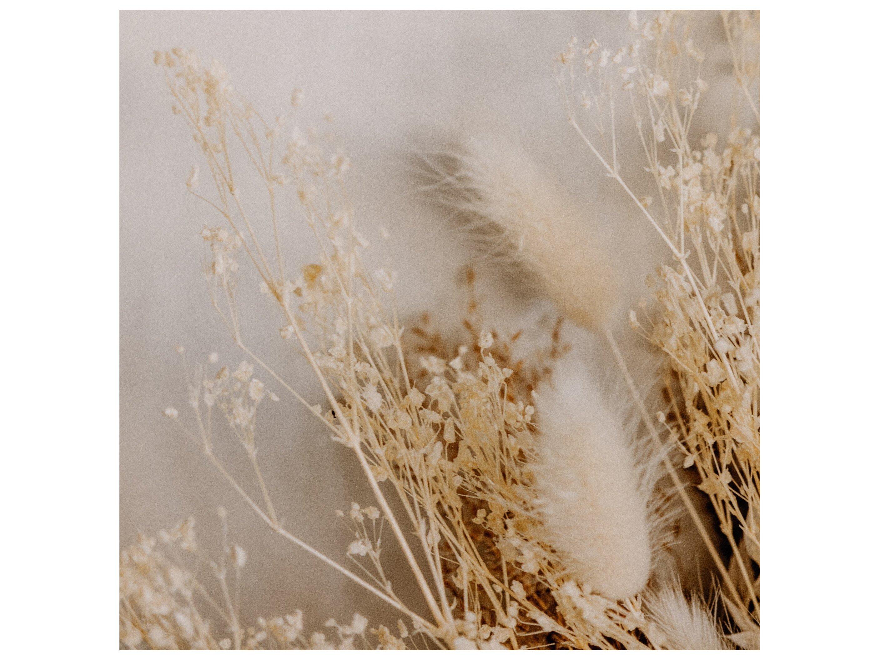 Four Hands Art Studio Dried Floral I by Annie Spratt White Washed Maple  Canvas Wall Art