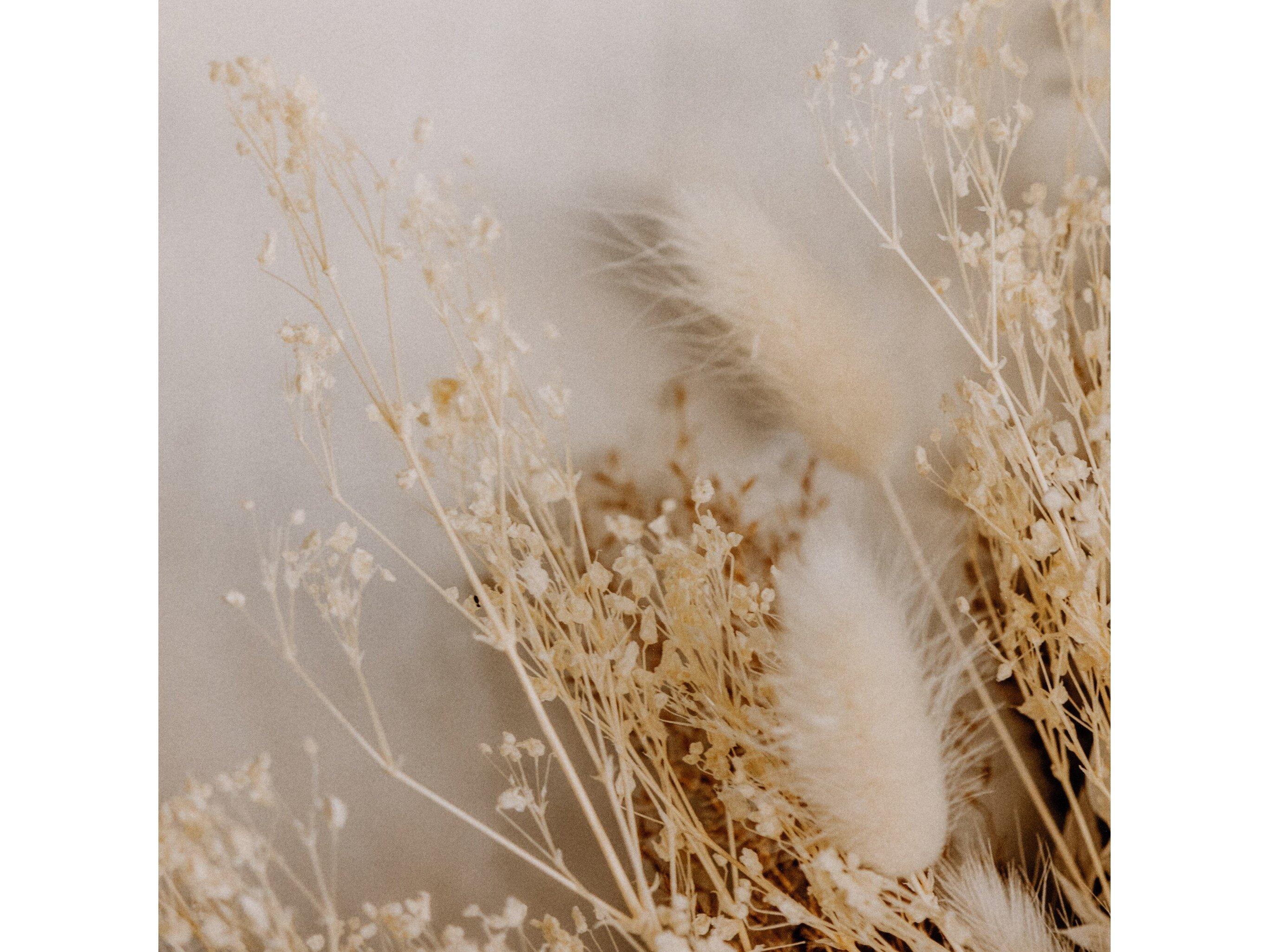 Four Hands Art Studio Dried Floral I by Annie Spratt White Washed Maple  Canvas Wall Art