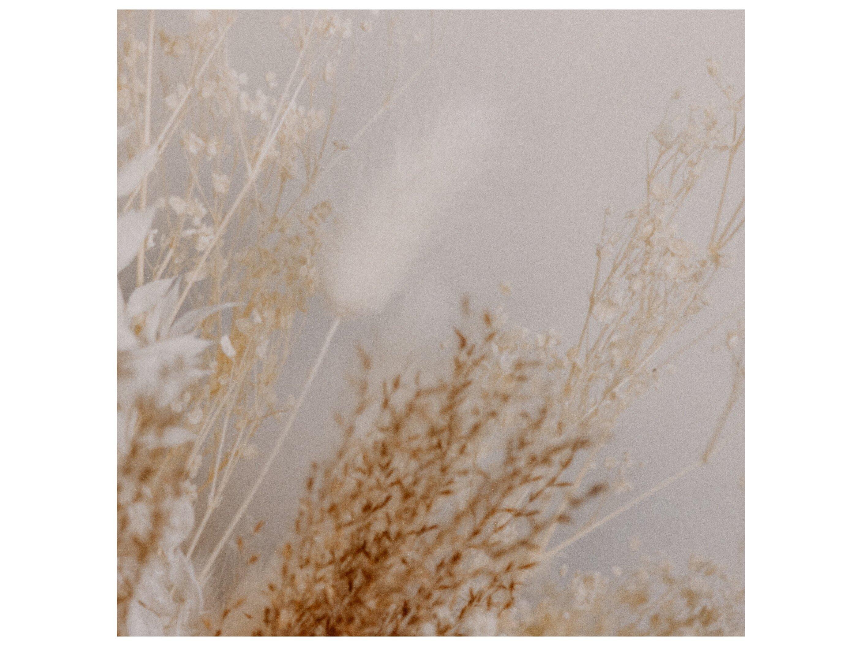 Four Hands Art Studio Dried Floral II by Annie Spratt White Washed Maple  Canvas Wall Art