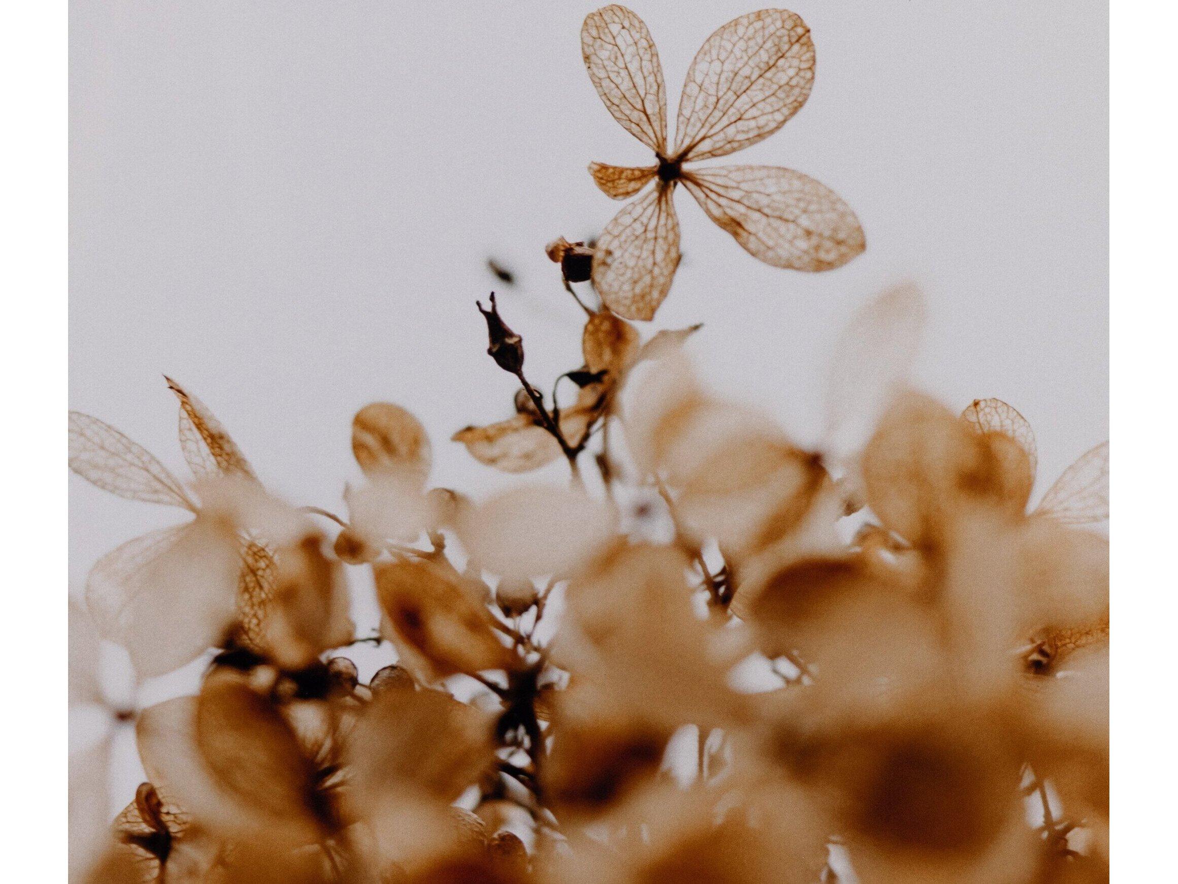 Four Hands Art Studio Greetings by Annie Spratt White Washed Maple  Canvas Wall Art