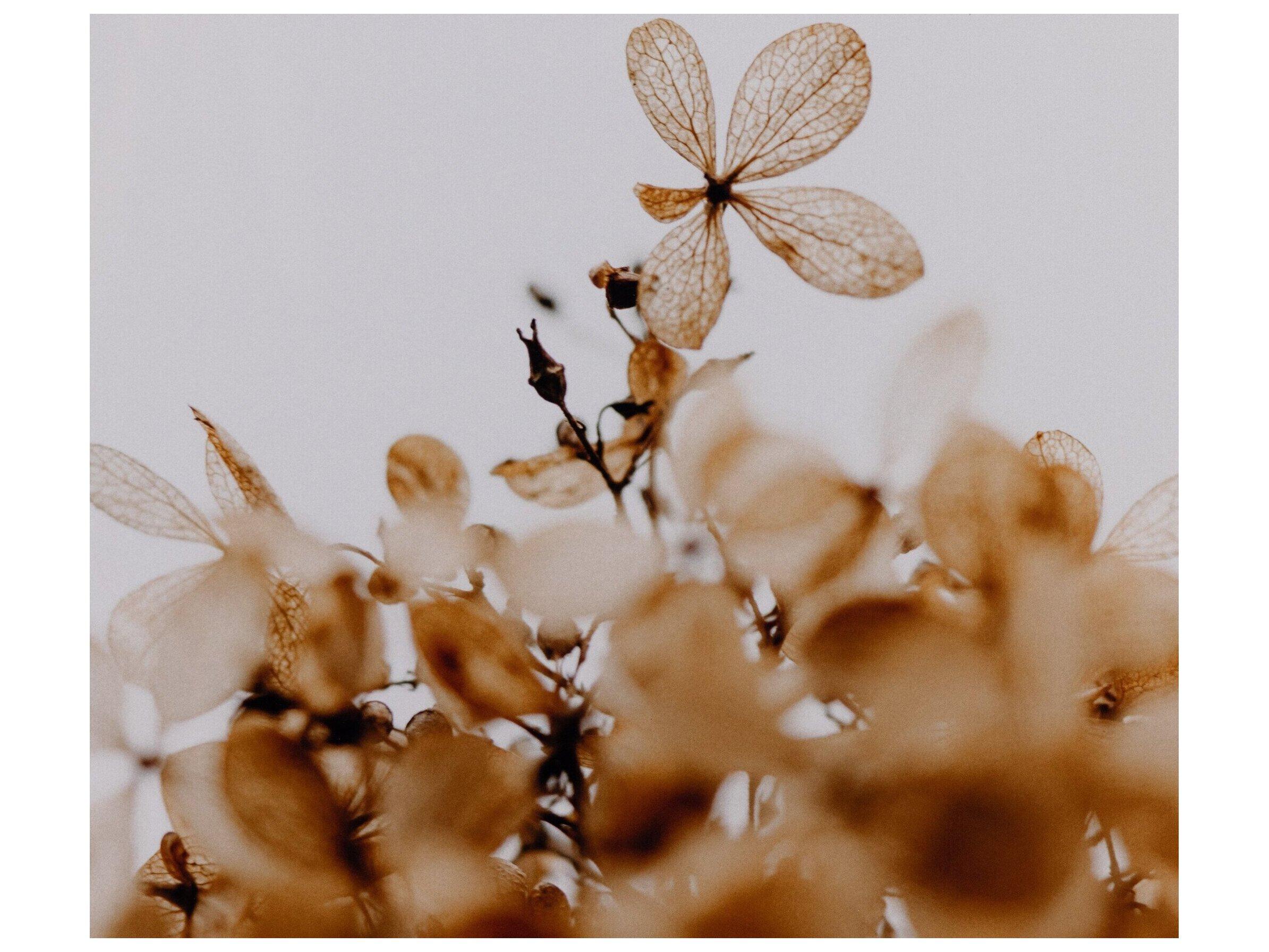 Four Hands Art Studio Greetings by Annie Spratt White Washed Maple  Canvas Wall Art