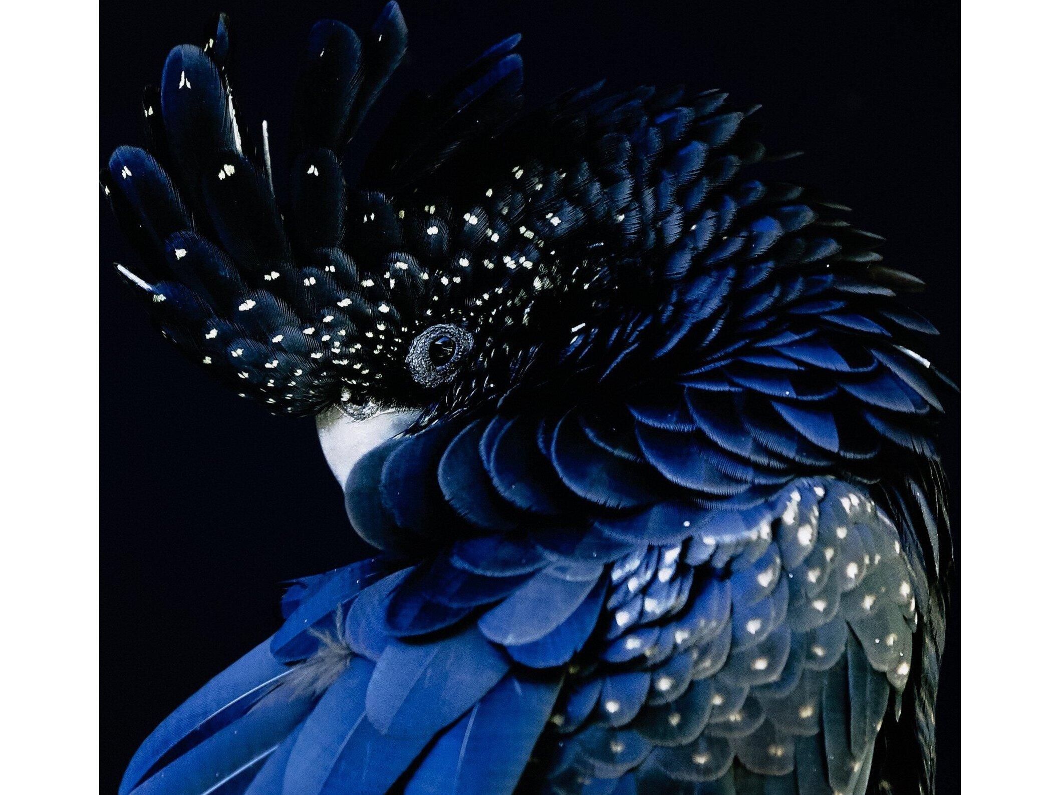 Four Hands Art Studio Red-Tailed Black Cockatoo By Getty Image Wall Art