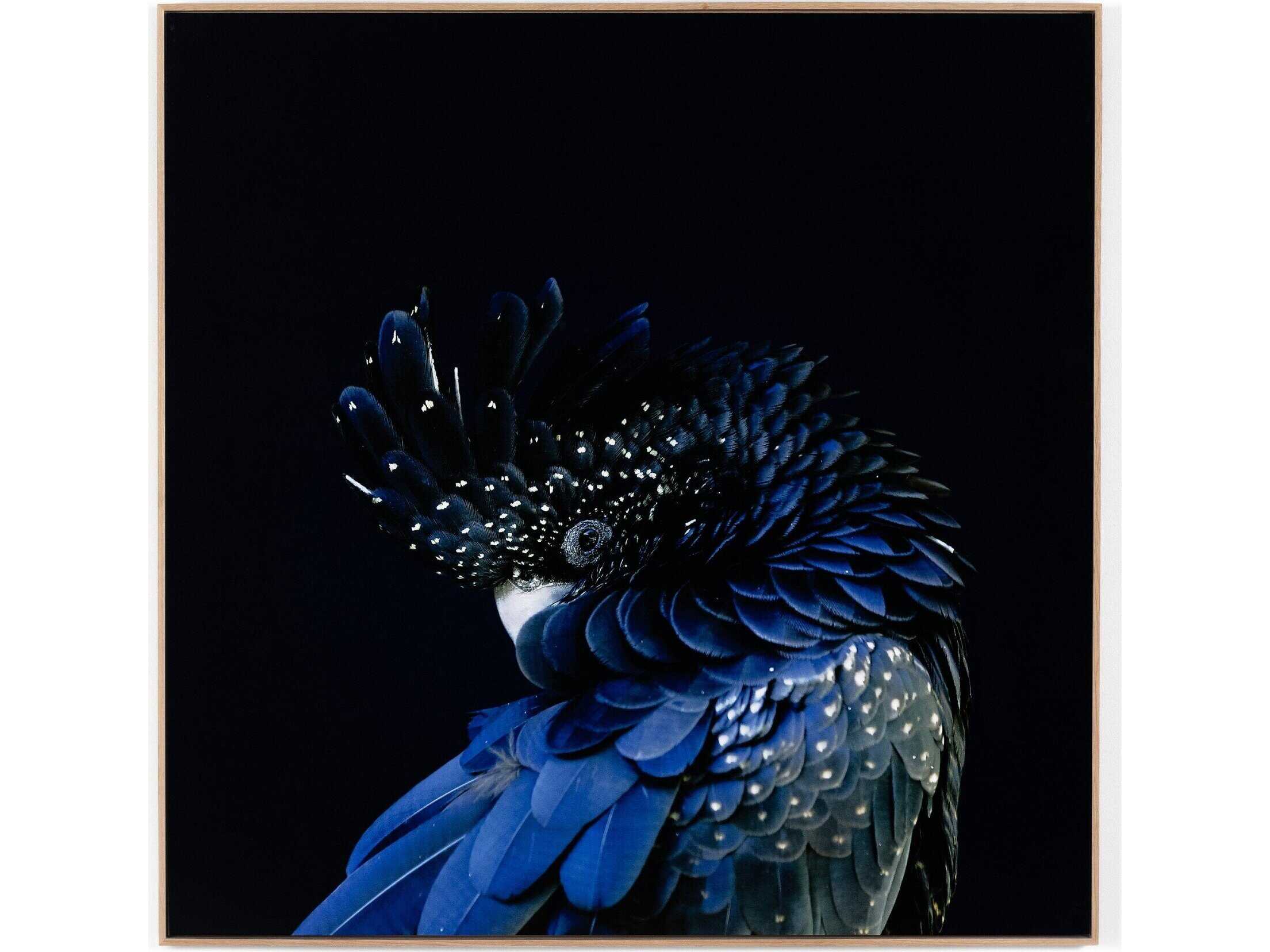 Four Hands Art Studio Red Tailed Black Cockatoo by Getty Image  Canvas Wall Art