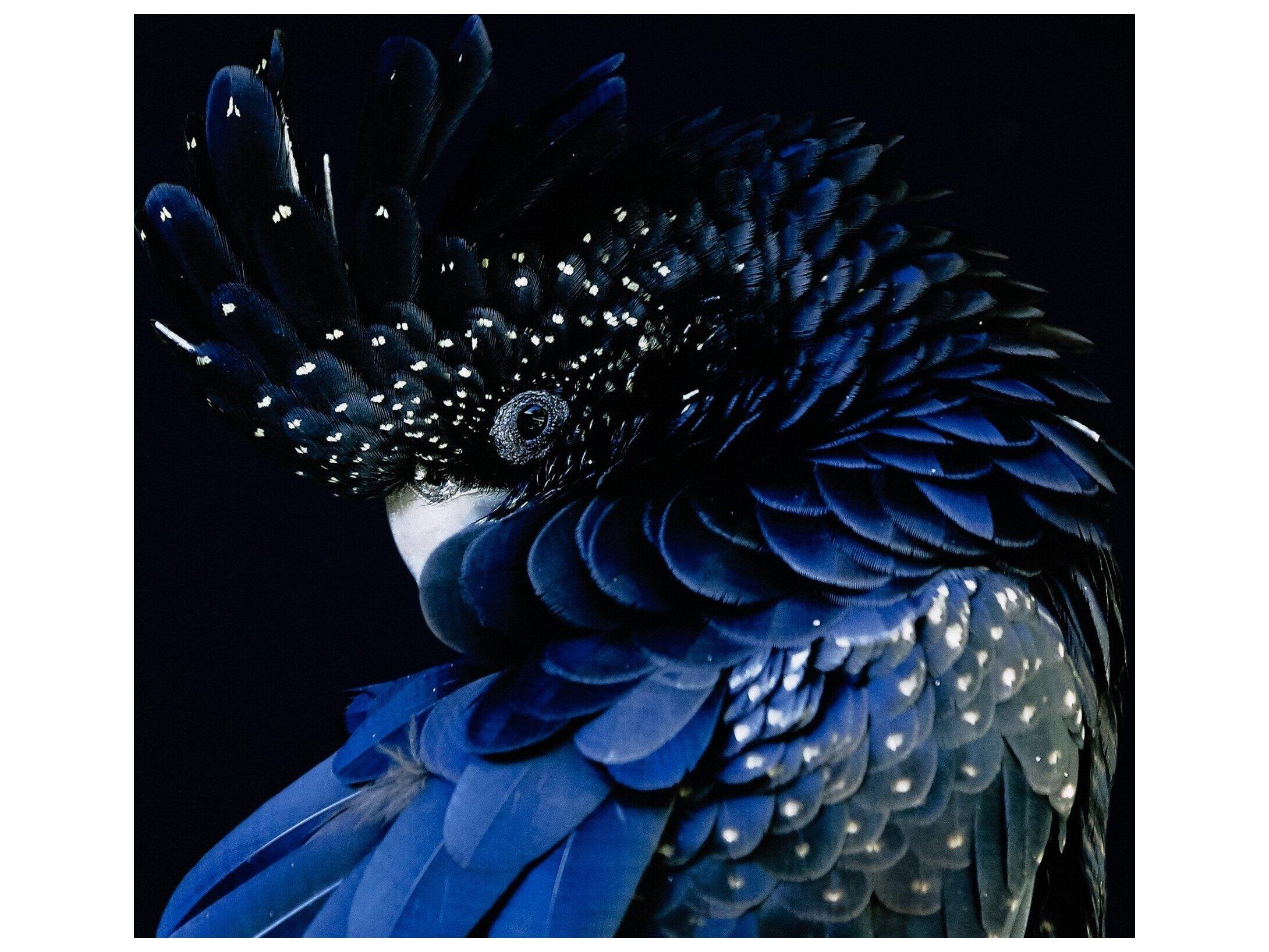 Four Hands Art Studio Red Tailed Black Cockatoo by Getty Image  Canvas Wall Art