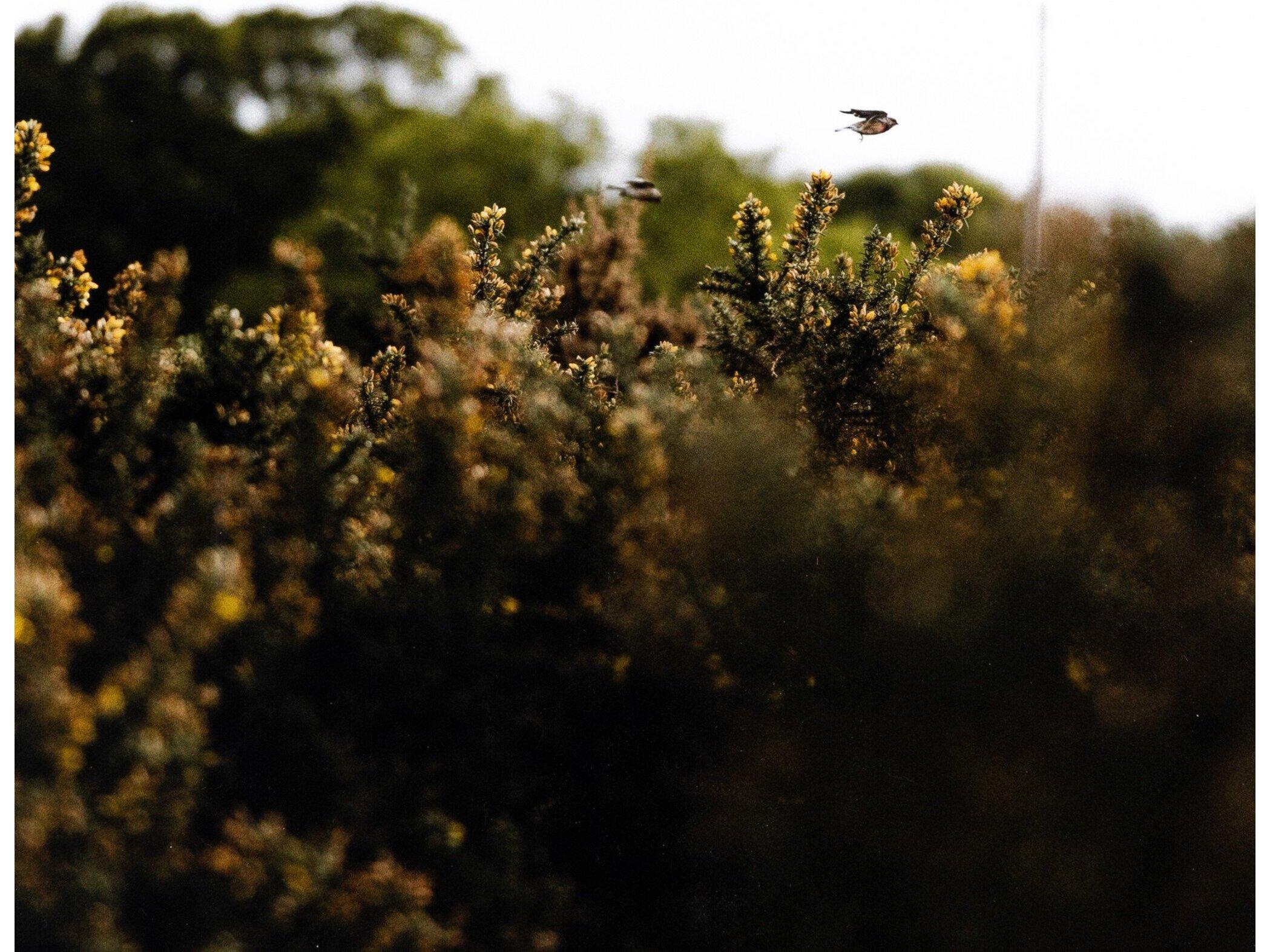 Four Hands Art Studio Blackbird Fly by Annie Spratt Vertical Grain White Oak  Canvas Wall Art