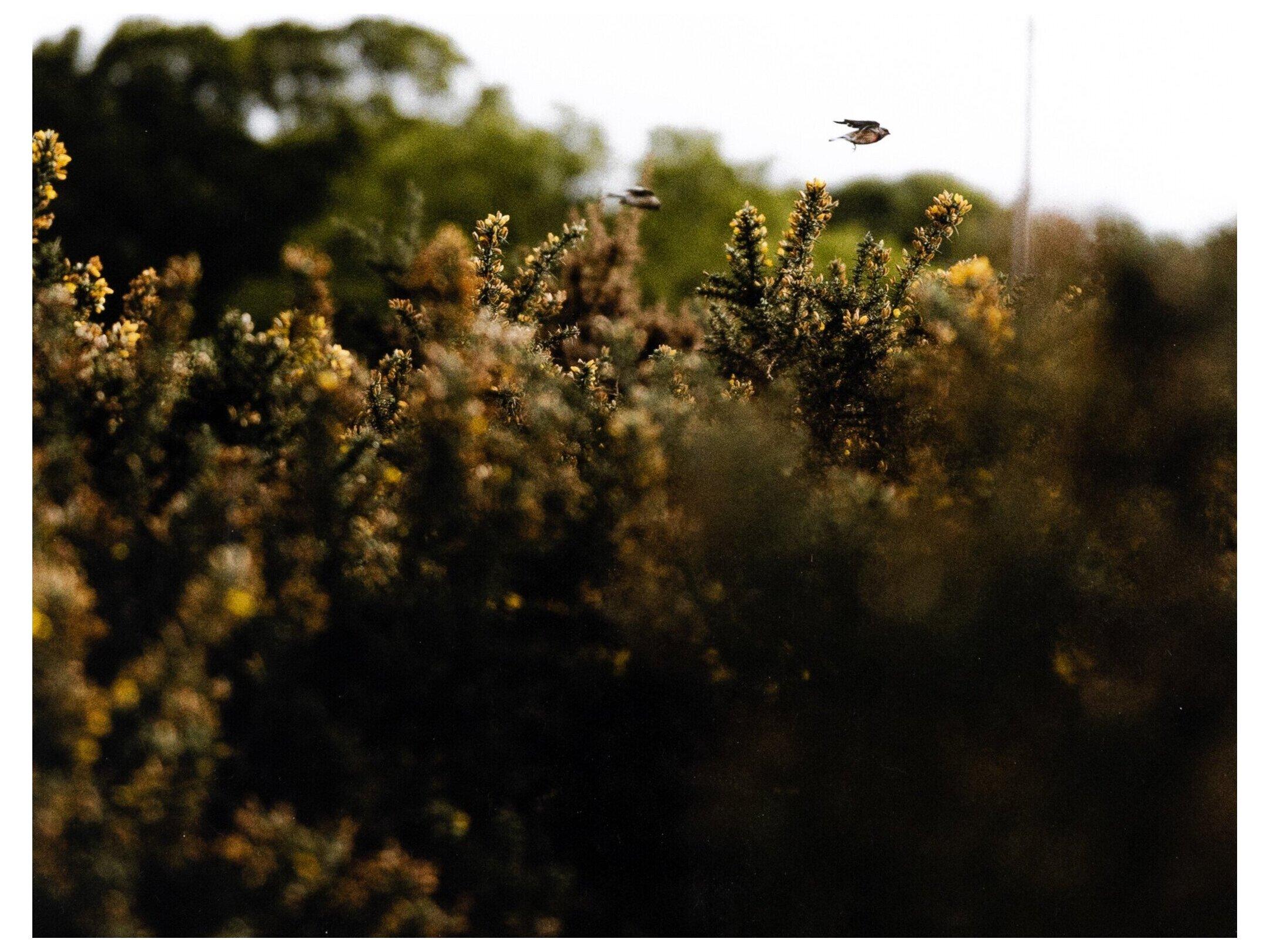 Four Hands Art Studio Blackbird Fly by Annie Spratt Vertical Grain White Oak  Canvas Wall Art