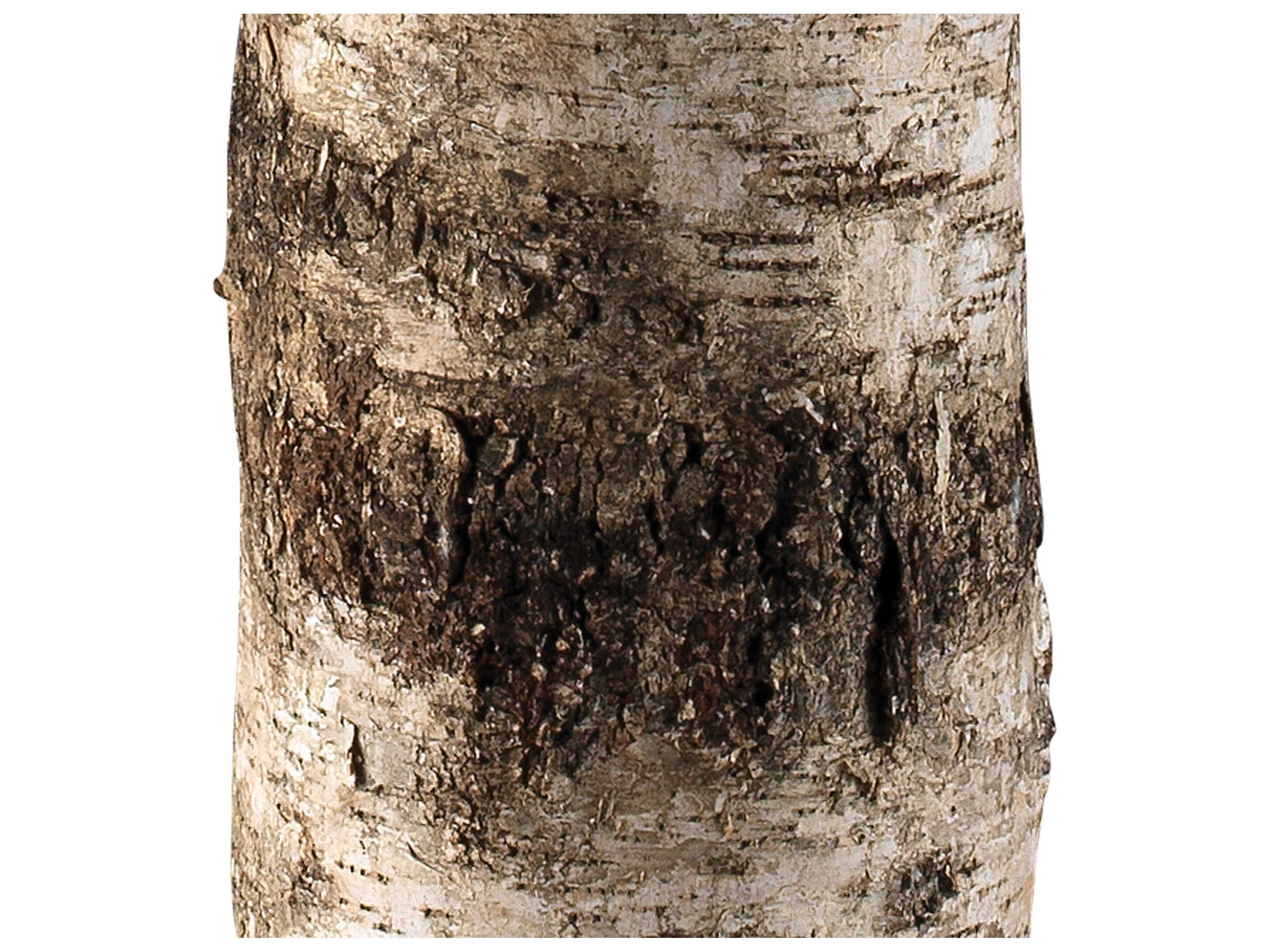 Jamie Young Forrester Birch Veneer White Floor Lamp