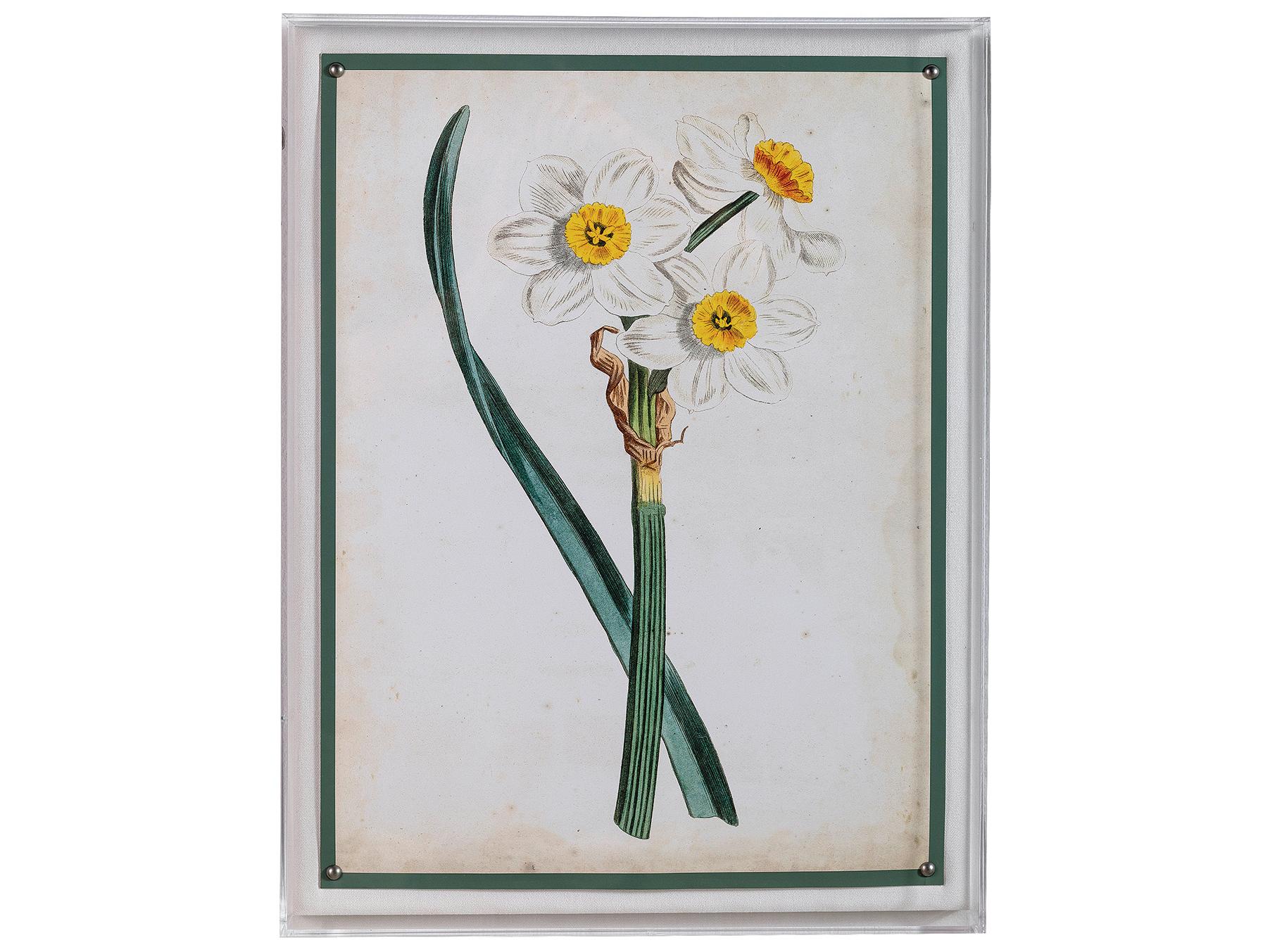 Port 68 Narcissus Iii