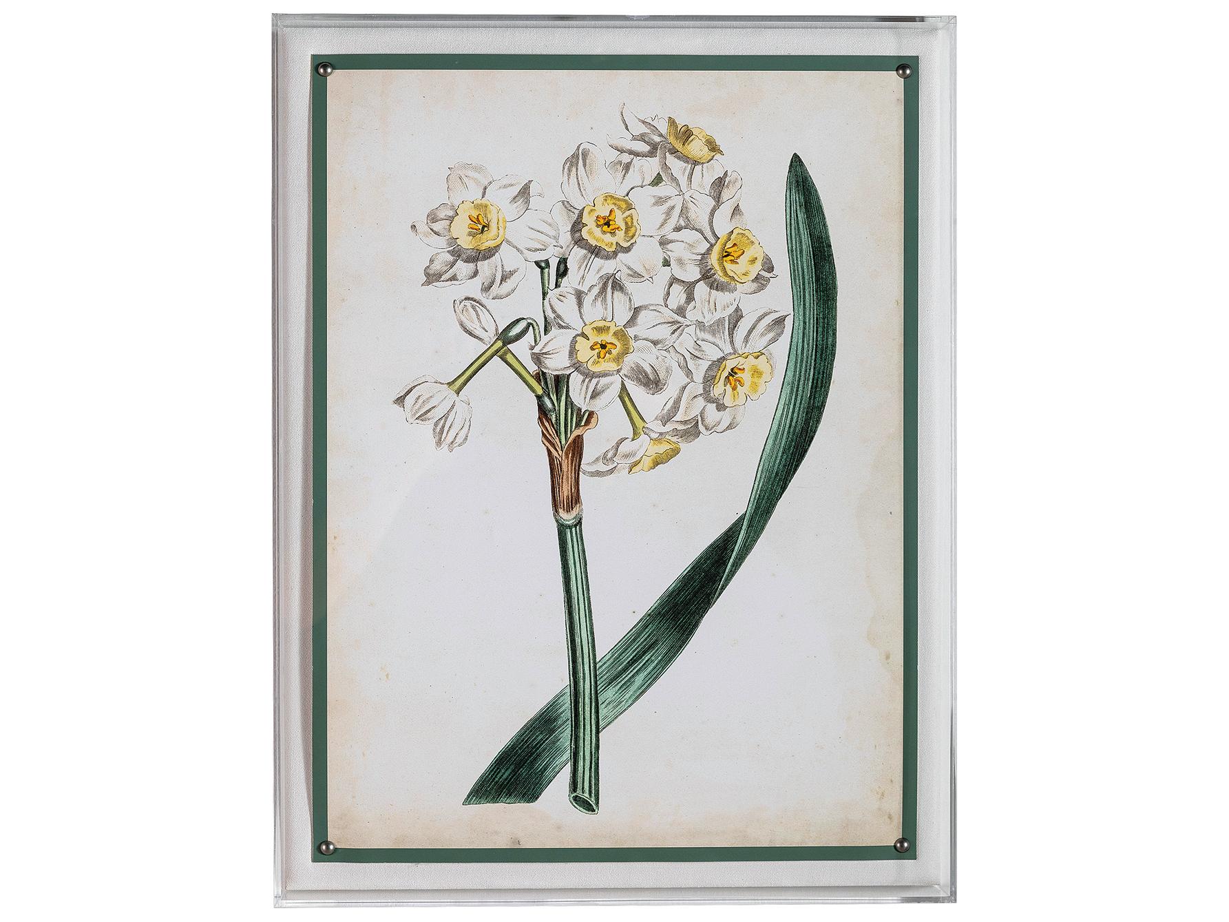 Port 68 Narcissue Iv