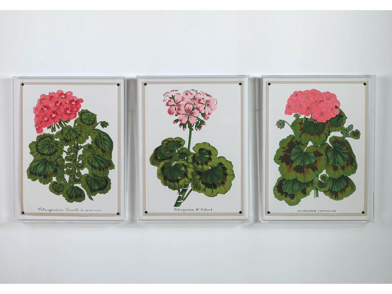 Port 68 Geranium Iii