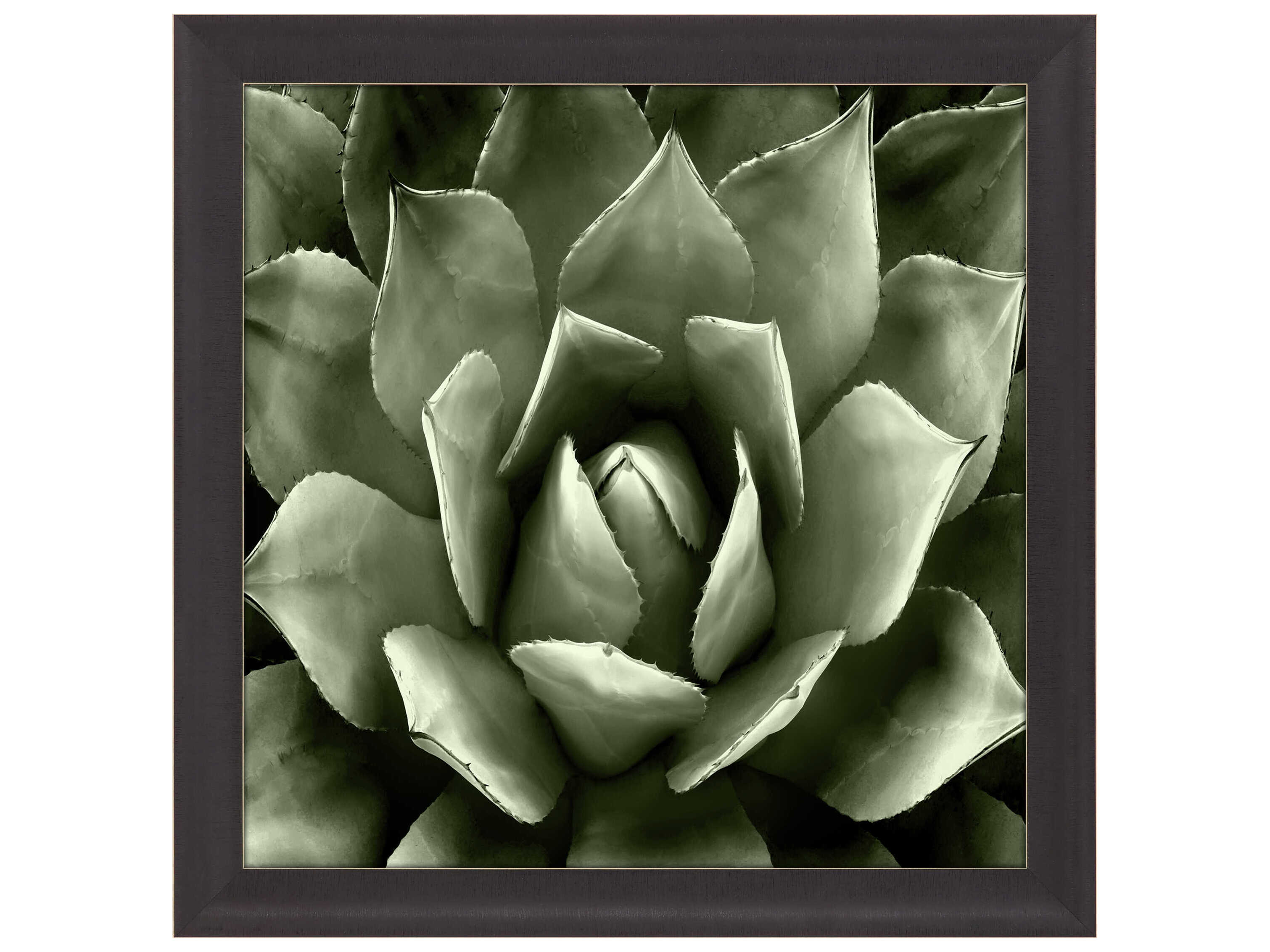 Paragon Florals Green Succulent-II Wall Art