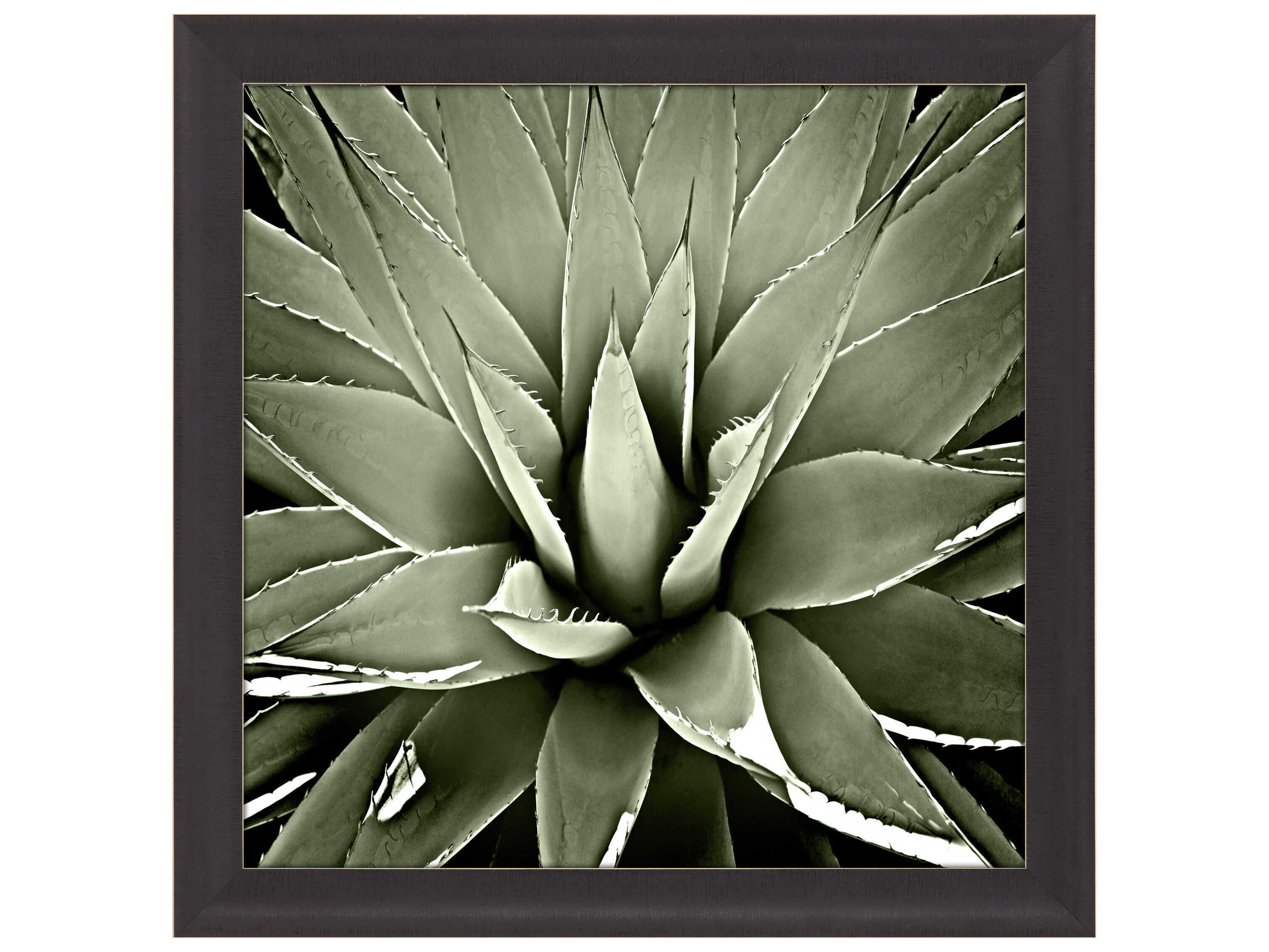 Paragon Florals Green Succulent-III Wall Art