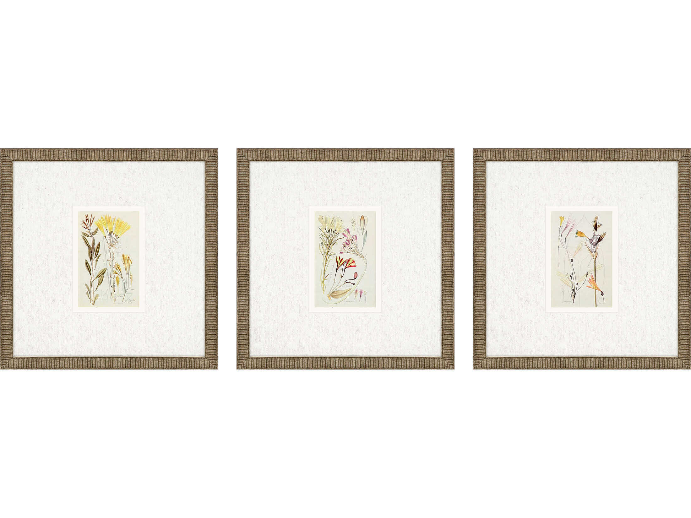 Paragon Florals Antique Botanical-II Wall Art Set of 3
