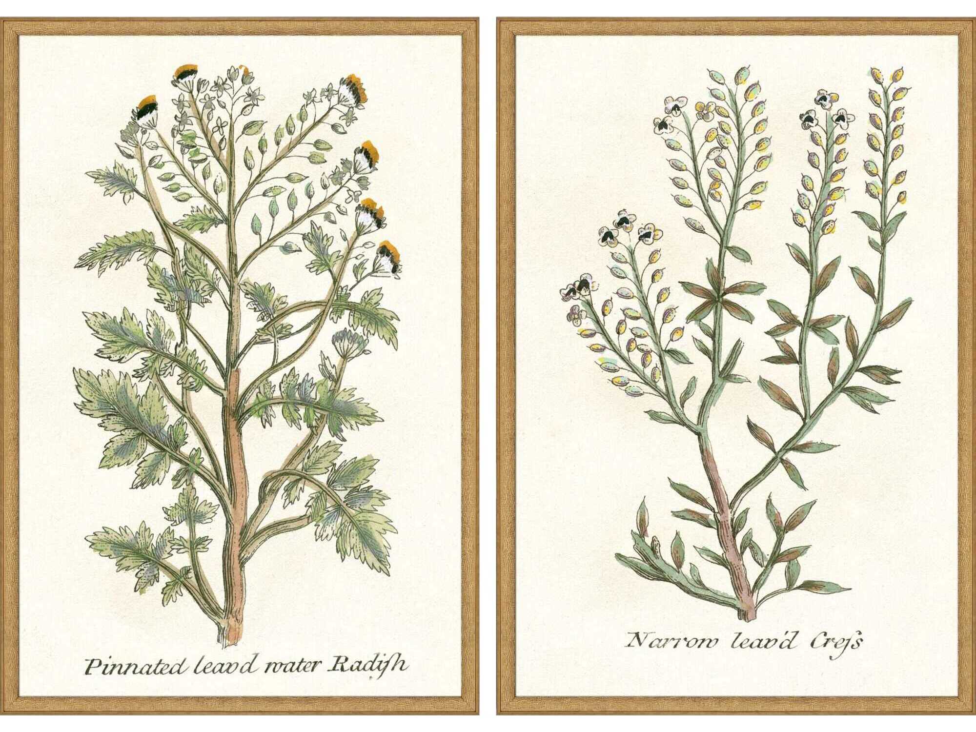 Paragon Florals Botanical Plants-II Wall Art Set of 2