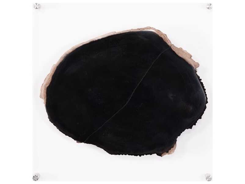 Phillips Collection Black / Beige Floating Petrified Slice Wall Art