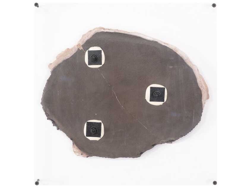 Phillips Collection Black / Beige Floating Petrified Slice Wall Art