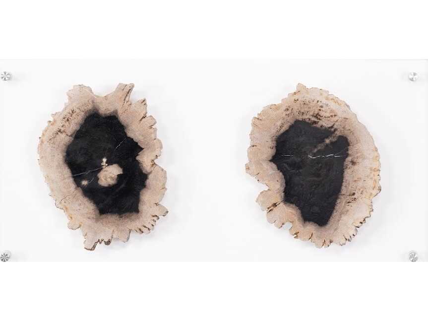 Phillips Collection Black / Beige Floating Petrified Double Slice Wall Art