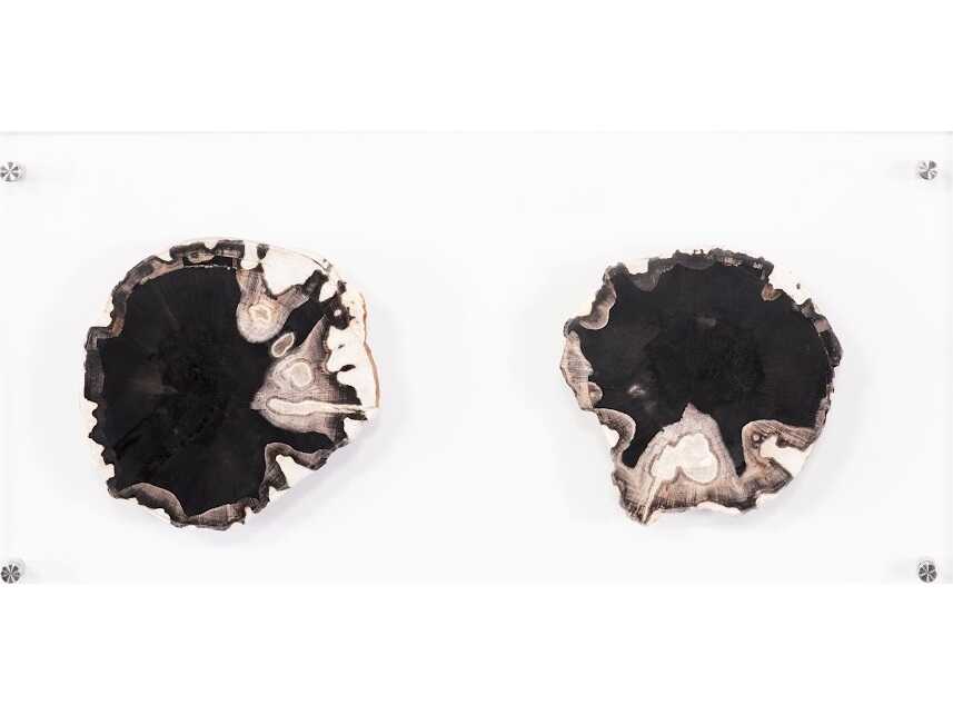 Phillips Collection Black / Beige Floating Petrified Double Slice Wall Art