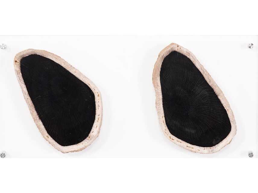 Phillips Collection Black / Beige Floating Petrified Double Slice Wall Art
