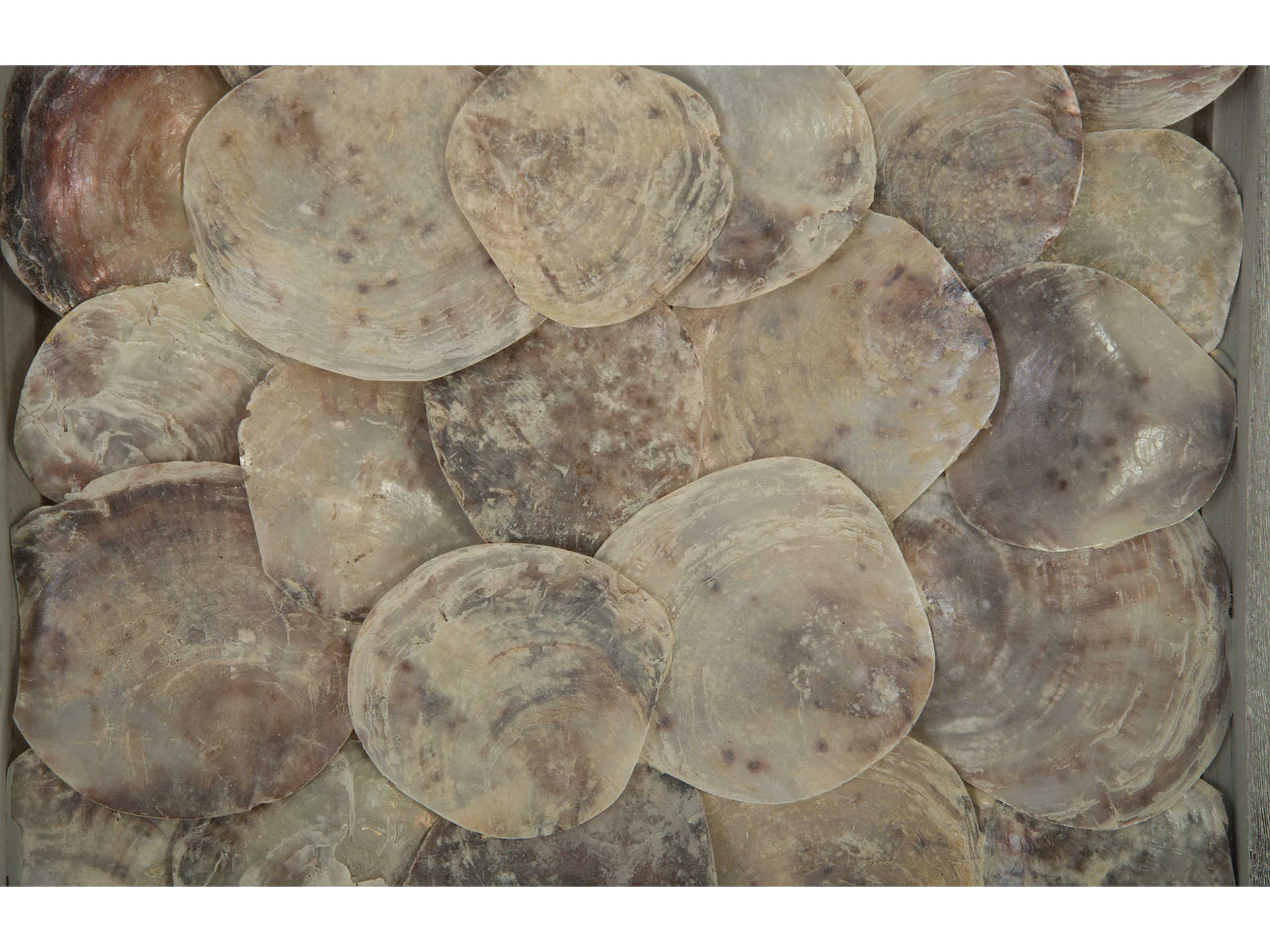 Phillips Collection Shell Shadow boxes