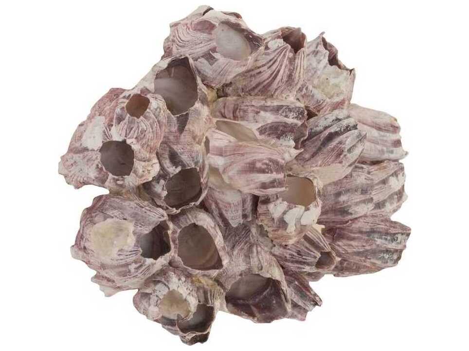 Phillips Collection Barnacle Cluster Large 3D Wall Art