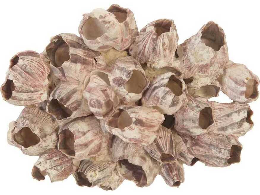 Phillips Collection Barnacle Cluster Large 3D Wall Art