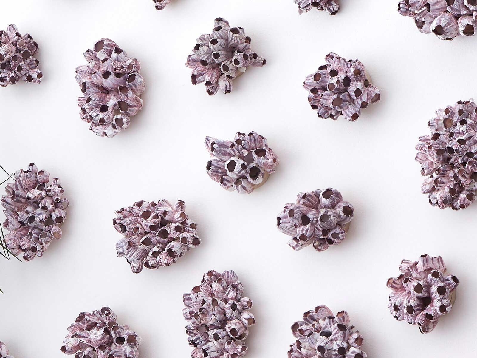 Phillips Collection Barnacle Cluster Large 3D Wall Art