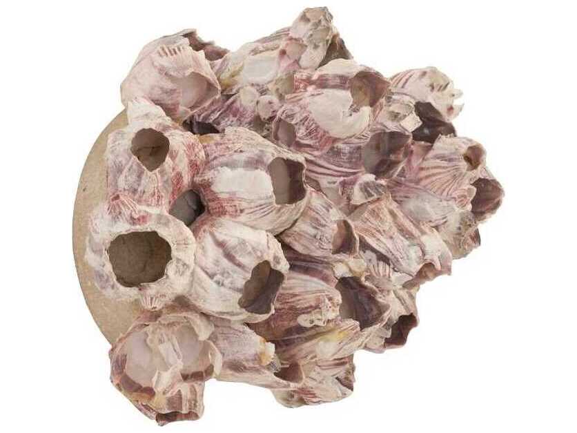 Phillips Collection Barnacle Cluster Medium 3D Wall Art