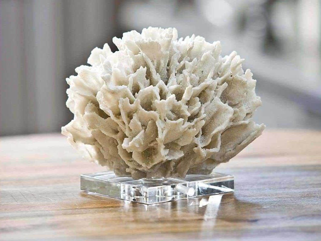 Regina Andrew White Ribbon Coral