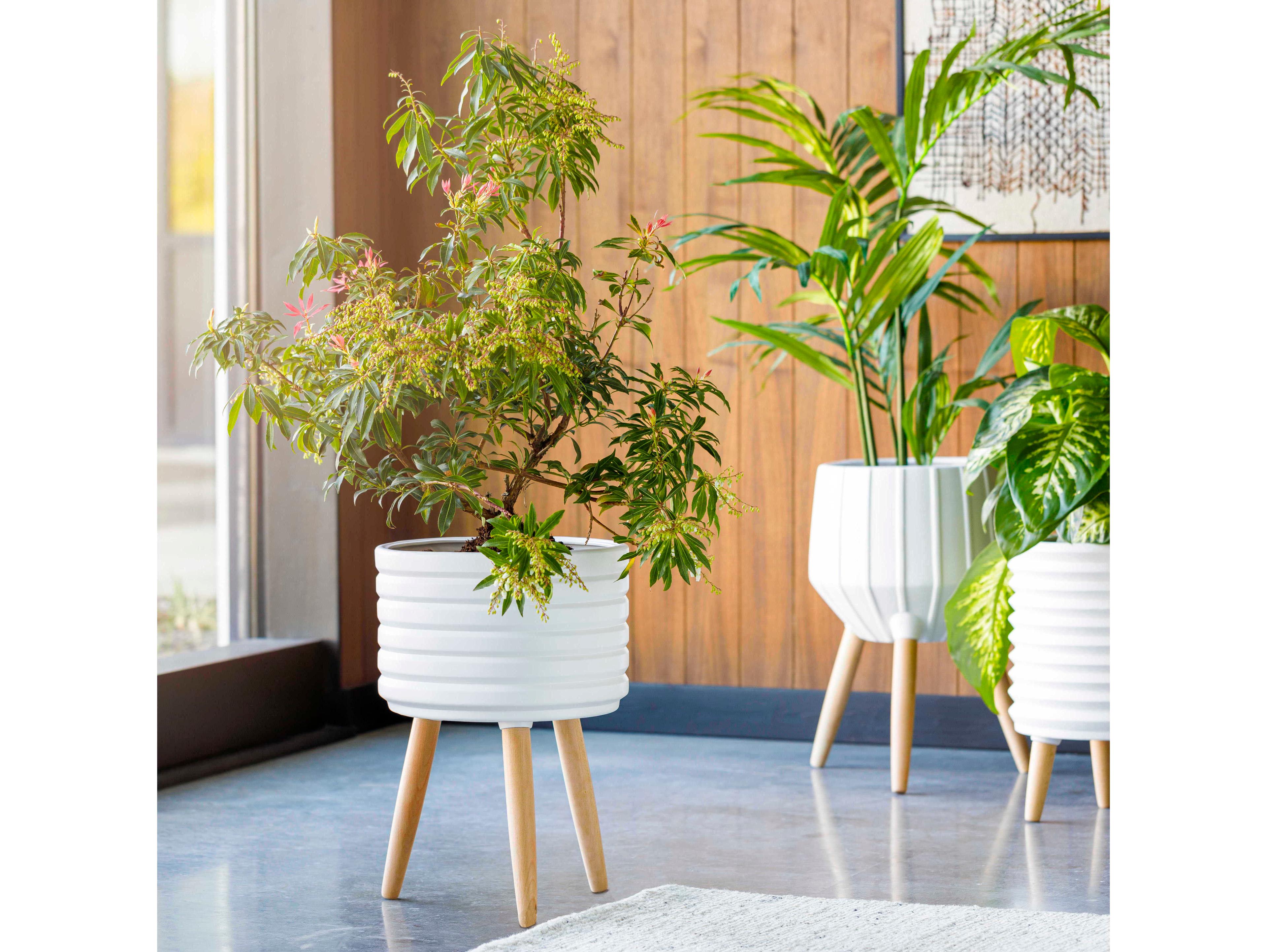 Surya Orchid Planter