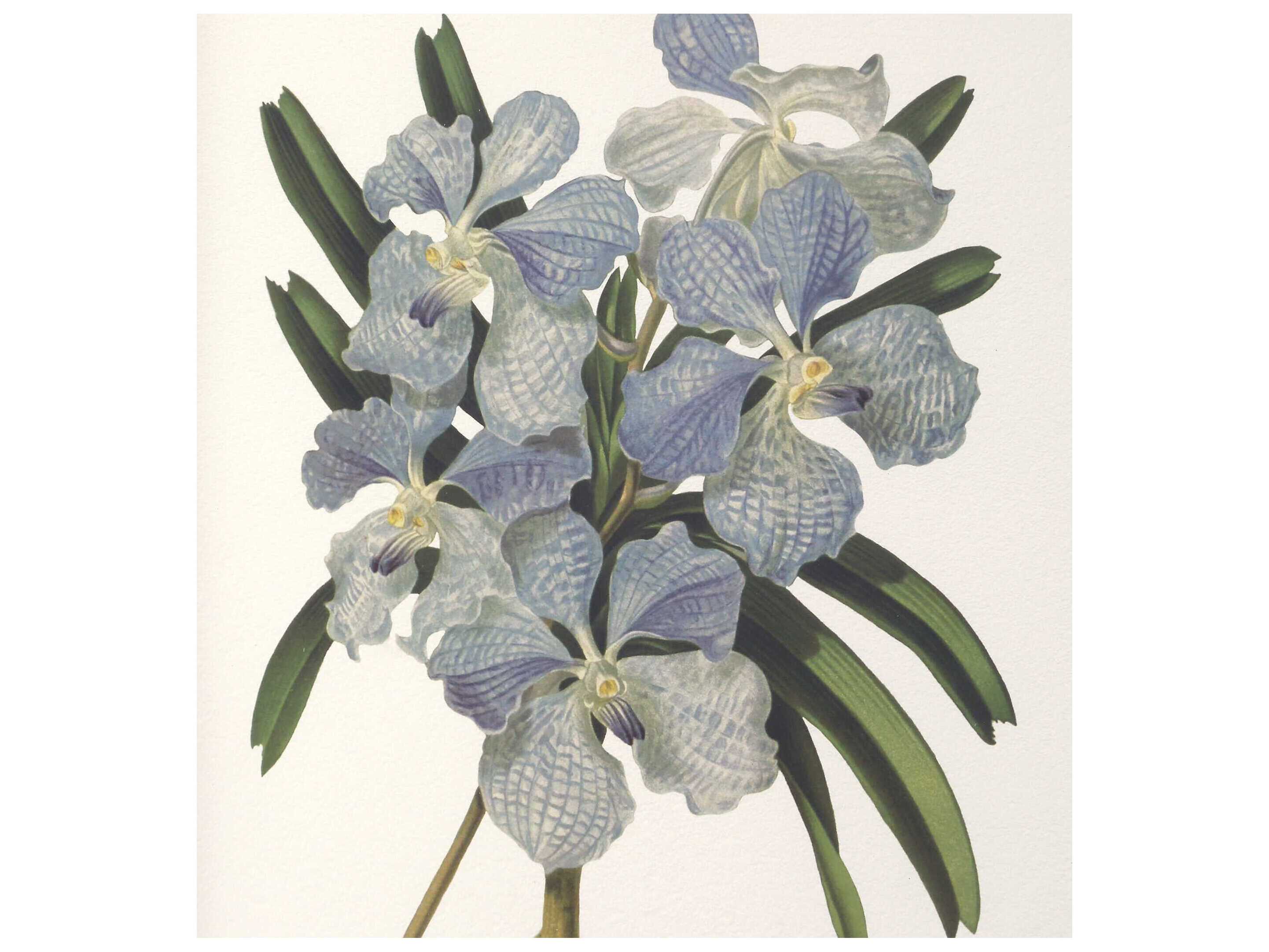 Uttermost Orchid Botanical Framed Prints Set of 6