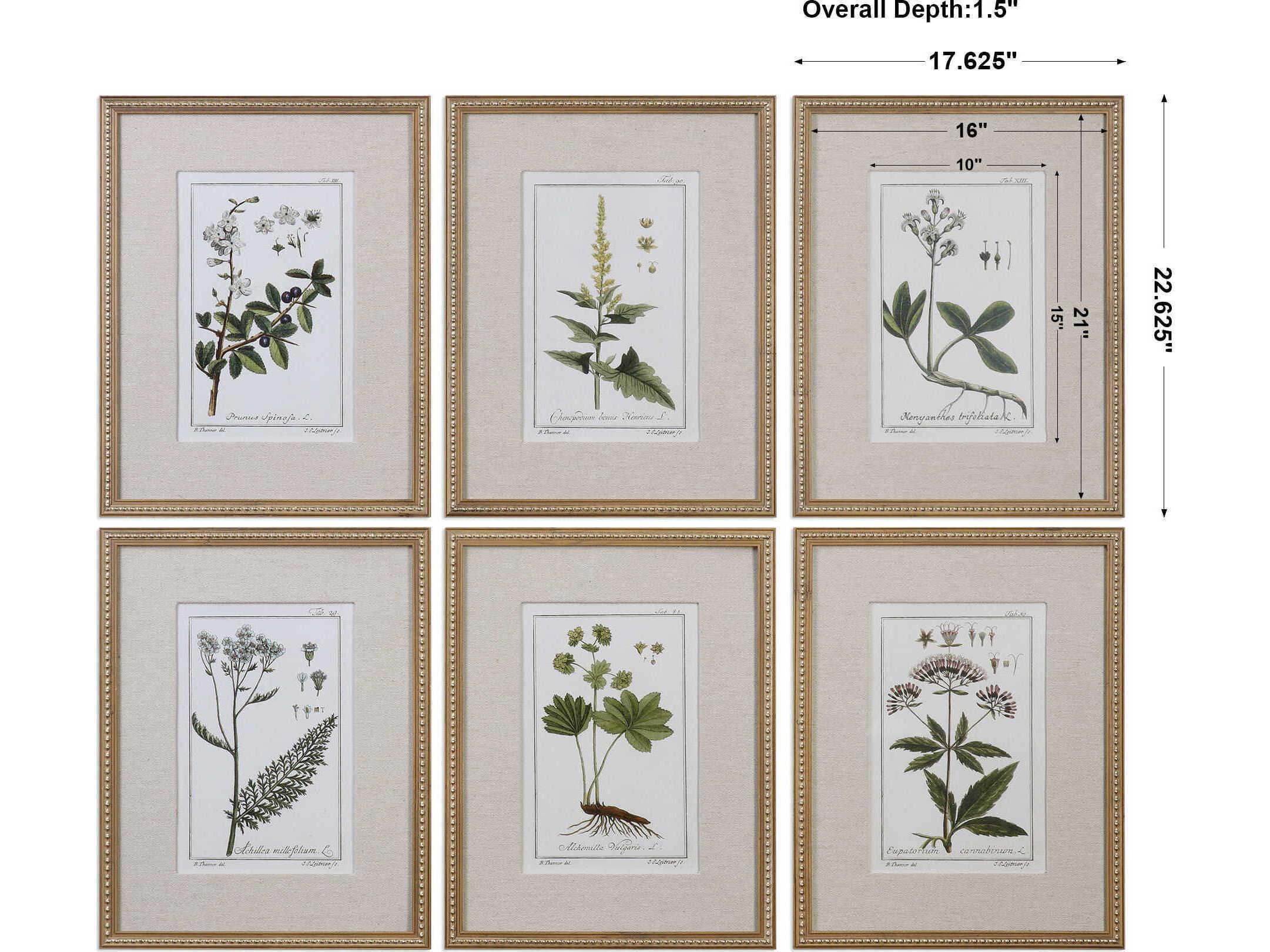 Uttermost Grace Feyock Green Floral Botanical Study Prints Set of 6