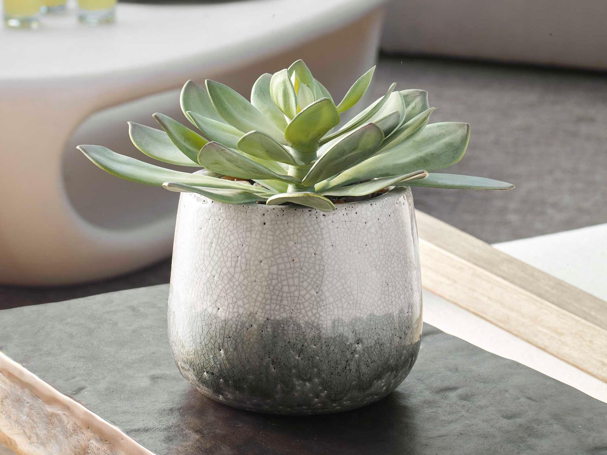 Uttermost Outdoor Dudleya Gray Outdoor Succulent