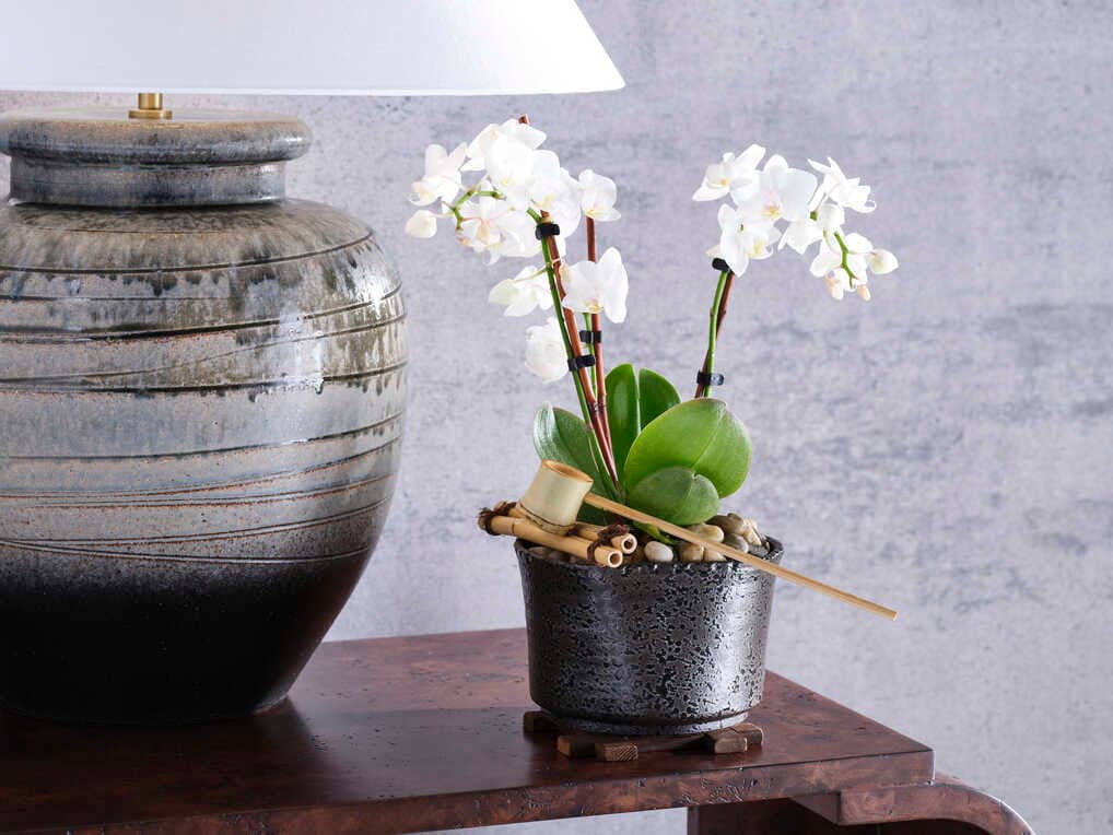 Wildwood Shiga Black Natural Brown Shokubutsu Kuro Vessel