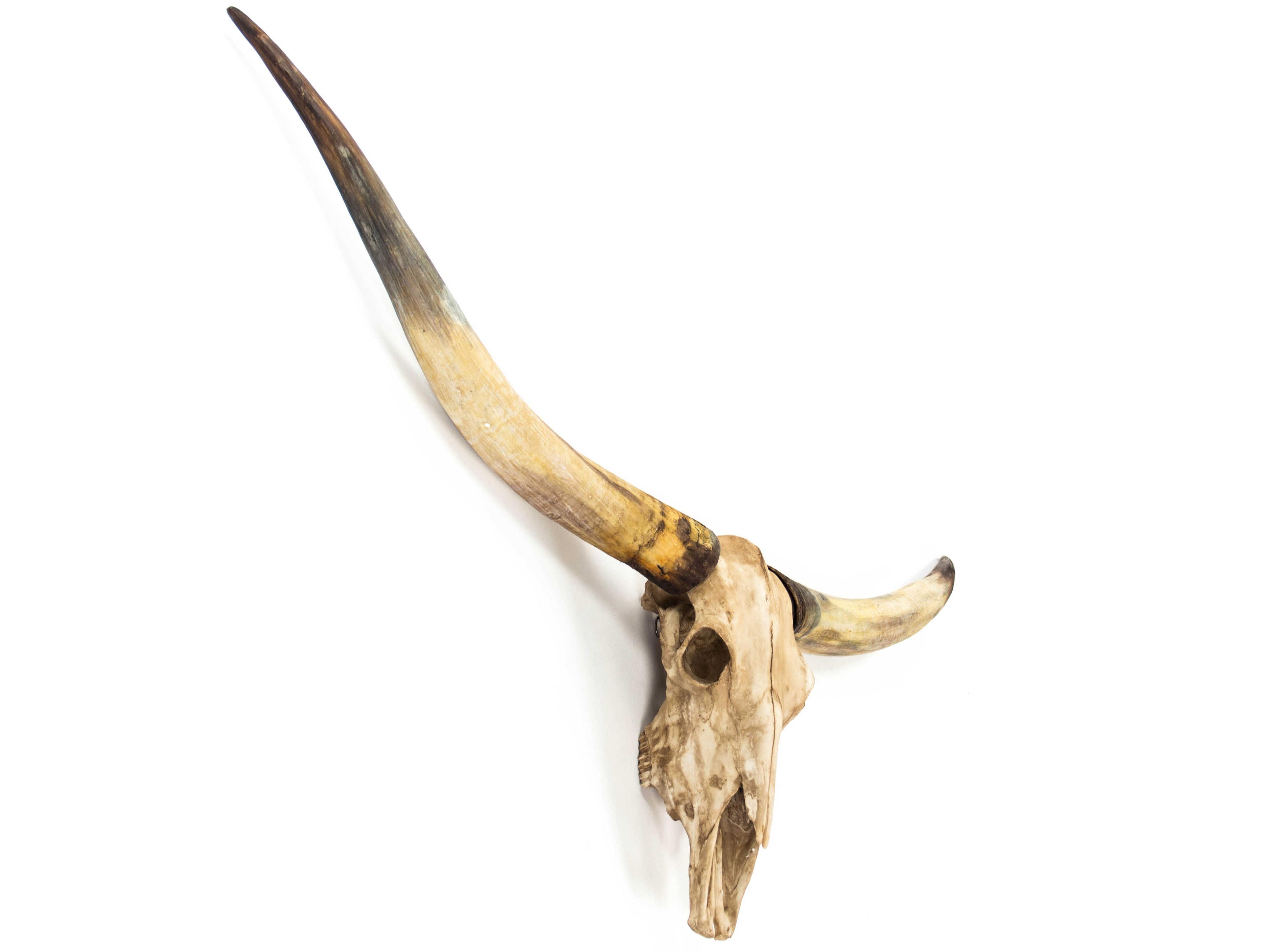Zentique Antique Ivory Texas Long Horn Skull 3D Wall Art