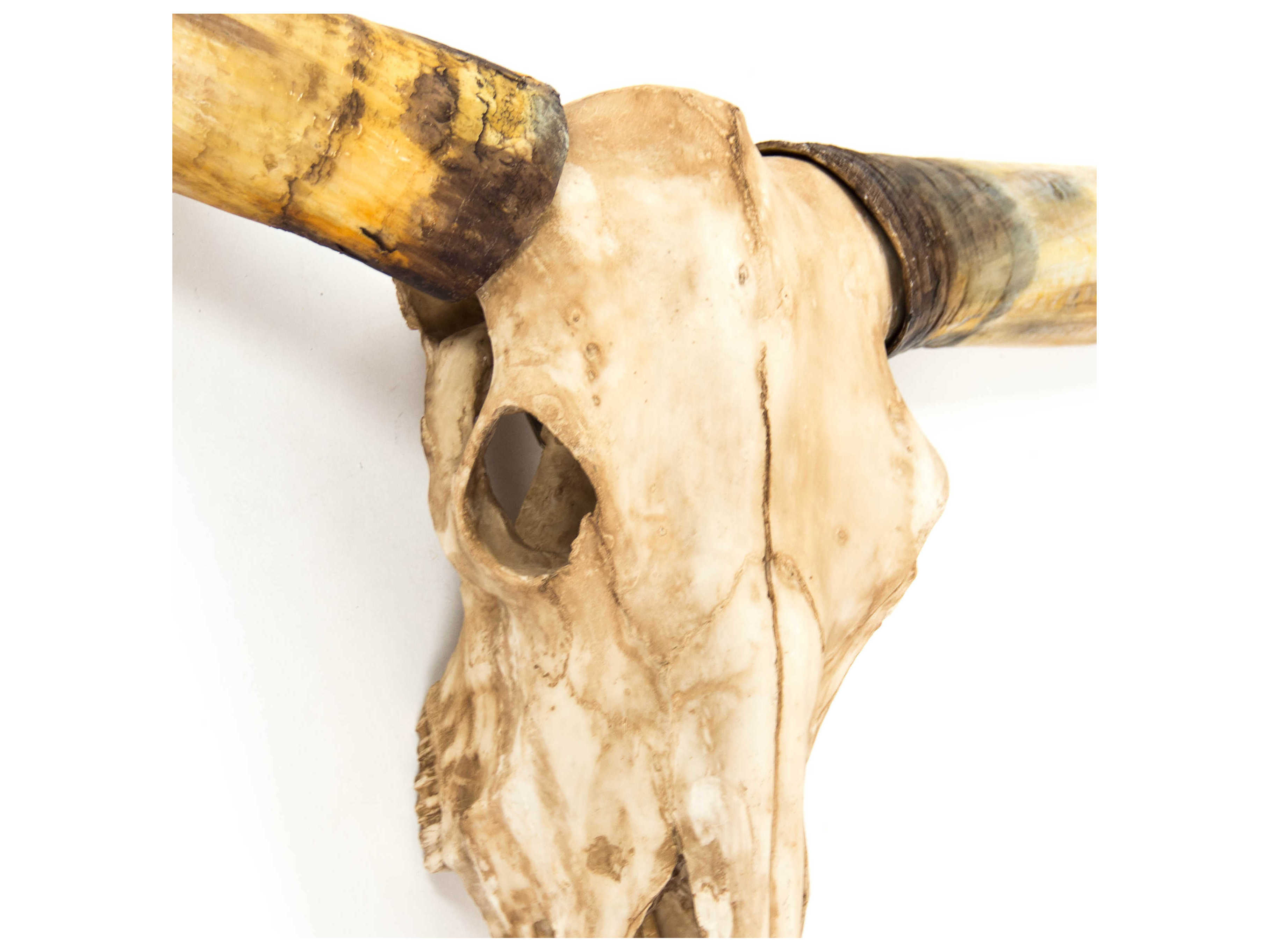 Zentique Antique Ivory Texas Long Horn Skull 3D Wall Art