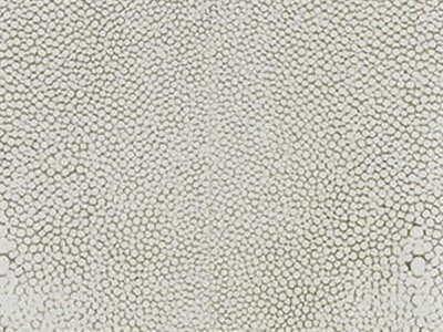 Shagreen: Ivory