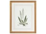 Curtis Ferns-III Wall Art