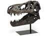 Lagrane 19L x 11W Brown Resin Tyrannosaurus T Rex Dinosaur Skull Replica
