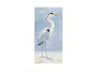 Animals Coastal Calm-I Wall Art
