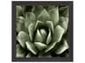 Florals Green Succulent-II Wall Art
