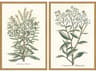 Florals Botanical Plants-I Wall Art Set of 2