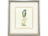 Treasure Parrot I Framed Art