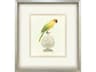Treasure Parrot III Framed Art