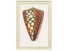 Conch Study I Framed Art