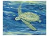 Animals Lagoon Turtle-II Canvas Wall Art